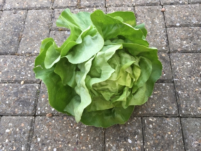 Picture of Lettuce Analena